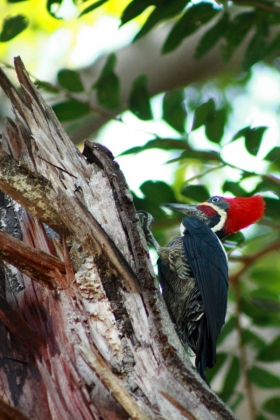 Pájaro Carpintero - Santa Fe de Antioquia - Colombia